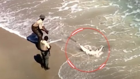 OTKUD ON U SLANOJ VODI?! Plivači bežali od opasnog predatora - neverovatna scena u Floridi (VIDEO)