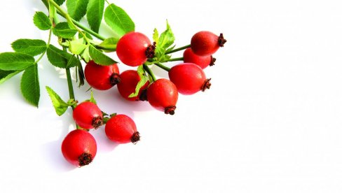 ŠIPAK UBLAŽAVA REUMATSKI BOL: Lek iz prirode - rudnik vitamina C, diuretik, čuva srce, snižava holsterol ŠIPAK UBLAŽAVA REUMATSKI BOL: Lek iz prirode - rudnik vitamina C, diuretik, čuva srce, snižava holsterol
