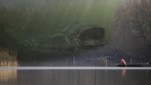 ULOV ŽIVOTA: Milan na Dunavu izvadio soma dužeg od 2m - skoro 100kg (FOTO) ULOV ŽIVOTA: Milan na Dunavu izvadio soma dužeg od 2m - skoro 100kg (FOTO)