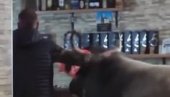 ОВО ИМА САМО КОД НАС Бика Јаблана увели у кафану, право пред шанк (ВИДЕО) ОВО ИМА САМО КОД НАС Бика Јаблана увели у кафану, право пред шанк (ВИДЕО)