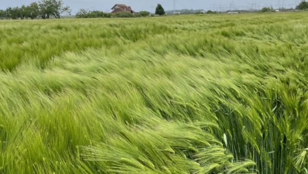У НОВОМ САДУ ОСНОВАН САВЕЗ ЗА РЕГЕНЕРАТИВНУ ПОЉОПРИВРЕДУ СРБИЈЕ: Клима је извор неизвесности У НОВОМ САДУ ОСНОВАН САВЕЗ ЗА РЕГЕНЕРАТИВНУ ПОЉОПРИВРЕДУ СРБИЈЕ: Клима је извор неизвесности