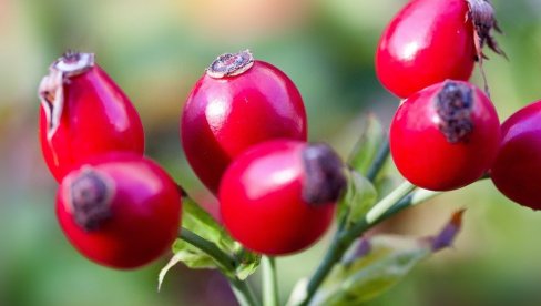 U OVOME SVI GREŠE KADA KUVAJU ČAJ OD ŠIPKA: Tako mu uništavaju sve vitamine