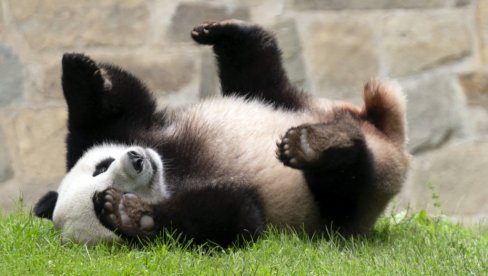 TENZIJE SE NE SMIRUJU: DŽinovske pande vraćene iz Vašingtona u Peking, zbog napetih odnosa dve sile TENZIJE SE NE SMIRUJU: DŽinovske pande vraćene iz Vašingtona u Peking, zbog napetih odnosa dve sile
