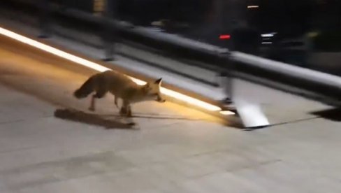 POSTALE REDOVNI POSETIOCI PRESTONICE: Još jedna lisica snimljena kako se šetka Beogradom (VIDEO) POSTALE REDOVNI POSETIOCI PRESTONICE: Još jedna lisica snimljena kako se šetka Beogradom (VIDEO)