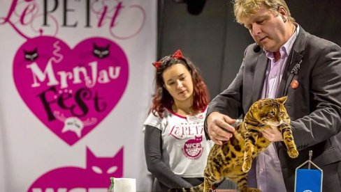 UZ TAKMIČENJE MAČAKA I - UDOMLJAVANJE: Više od 100 maca pojaviće se na Mrnjau Festu ovog vikenda
