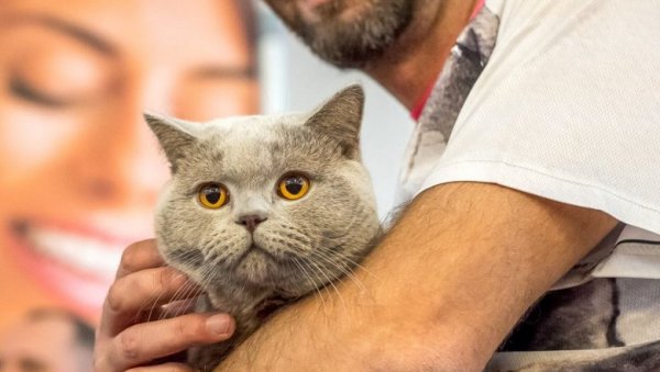 ЉУБИТЕЉИ МАЧАКА, ДОЂИТЕ ЗА ВИКЕНД У ДОМ ОМЛАДИНЕ: Мрњау фест трајаће два дана ЉУБИТЕЉИ МАЧАКА, ДОЂИТЕ ЗА ВИКЕНД У ДОМ ОМЛАДИНЕ: Мрњау фест трајаће два дана