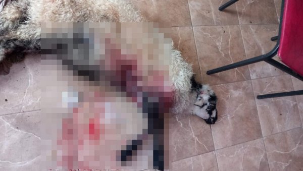 ЛОВЦИ ПУСТИЛИ ПСЕ, ПА ПОБЕГЛИ: Ужас код Никшића, животиње насрнуле на овце ЛОВЦИ ПУСТИЛИ ПСЕ, ПА ПОБЕГЛИ: Ужас код Никшића, животиње насрнуле на овце