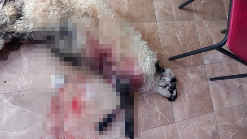 LOVCI PUSTILI PSE, PA POBEGLI: Užas kod Nikšića, životinje nasrnule na ovce LOVCI PUSTILI PSE, PA POBEGLI: Užas kod Nikšića, životinje nasrnule na ovce