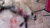 ЛОВЦИ ПУСТИЛИ ПСЕ, ПА ПОБЕГЛИ: Ужас код Никшића, животиње насрнуле на овце ЛОВЦИ ПУСТИЛИ ПСЕ, ПА ПОБЕГЛИ: Ужас код Никшића, животиње насрнуле на овце