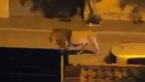 DRAMA: Lav pobegao iz cirkusa (VIDEO) DRAMA: Lav pobegao iz cirkusa (VIDEO)