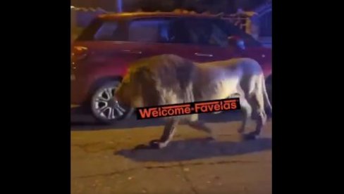 POGLEDAJTE DRAMATIČNE SNIMKE LAVA KOJI JE POBEGAO IZ CIRKUSA: Satima lutao ulicama grada Ladispoli u blizini Rima (FOTO, VIDEO) POGLEDAJTE DRAMATIČNE SNIMKE LAVA KOJI JE POBEGAO IZ CIRKUSA: Satima lutao ulicama grada Ladispoli u blizini Rima (FOTO, VIDEO)