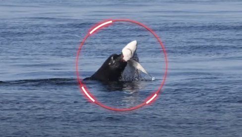 MORSKI LAV ZUBIMA RASKOMADAO AJKULU: Snimak kakav se retko viđa - posetioci plaže bili su u šoku (VIDEO) MORSKI LAV ZUBIMA RASKOMADAO AJKULU: Snimak kakav se retko viđa - posetioci plaže bili su u šoku (VIDEO)