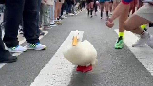 PATKA ISTRČALA MARATON I TO PO ČETVRTI PUT: Nećete verovati - Ima svoje posebno šivene patike, a samo zdrava hrana dolazi u obzir (VIDEO) PATKA ISTRČALA MARATON I TO PO ČETVRTI PUT: Nećete verovati - Ima svoje posebno šivene patike, a samo zdrava hrana dolazi u obzir (VIDEO)