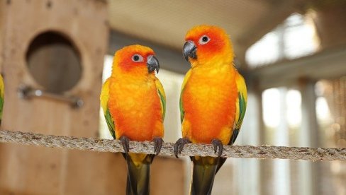UKRADENO 36 PAPAGAJA IZ ZOO VRTA KOJI VREDE 291 HILJADA EVRA: Izraelska policija uhvatila tri krijumčara UKRADENO 36 PAPAGAJA IZ ZOO VRTA KOJI VREDE 291 HILJADA EVRA: Izraelska policija uhvatila tri krijumčara
