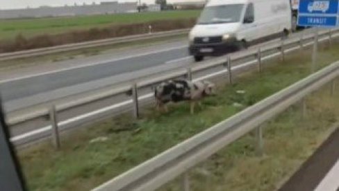 PUTARI JURE SVINJU NA AUTO-PUTU KOD SURČINA: Prase se švrćka između bankina, vozači u čudu (VIDEO) PUTARI JURE SVINJU NA AUTO-PUTU KOD SURČINA: Prase se švrćka između bankina, vozači u čudu (VIDEO)