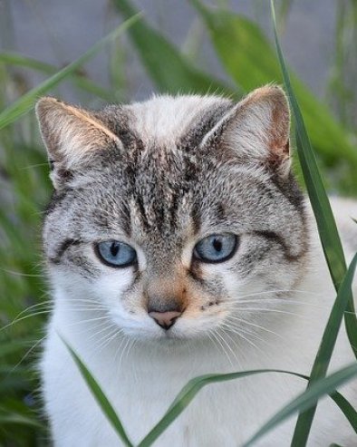 ПОТЕРА ПРЕКО ЛОКАТОРА НА ОГРЛИЦИ: Мачка путовала 70 километара испод хаубе аута, ево у каквом је стању