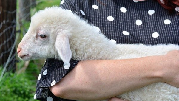ЦЕНА ЈАГЊИЋА И ОВАЦА НА ПИЈАЦАМА: Прасићи јефтинији у околини овог града, куповали се за мање од 300 РСД по килограму ЦЕНА ЈАГЊИЋА И ОВАЦА НА ПИЈАЦАМА: Прасићи јефтинији у околини овог града, куповали се за мање од 300 РСД по килограму