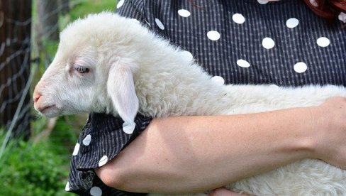 ЦЕНА ЈАГЊИЋА И ОВАЦА НА ПИЈАЦАМА: Прасићи јефтинији у околини овог града, куповали се за мање од 300 РСД по килограму ЦЕНА ЈАГЊИЋА И ОВАЦА НА ПИЈАЦАМА: Прасићи јефтинији у околини овог града, куповали се за мање од 300 РСД по килограму