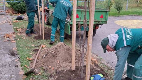 POČELA VELIKA AKCIJA SADNJE DRVEĆA I UKRASNOG ŠIBLJA: Novi Sad zeleniji i lepši uz 6.000 novih stabala (FOTO) POČELA VELIKA AKCIJA SADNJE DRVEĆA I UKRASNOG ŠIBLJA: Novi Sad zeleniji i lepši uz 6.000 novih stabala (FOTO)