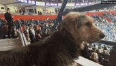 KUCA ČIČAK GLEDAO PARTIZAN! Ceo Zemun ga tražio, a on u Areni na košarci KUCA ČIČAK GLEDAO PARTIZAN! Ceo Zemun ga tražio, a on u Areni na košarci