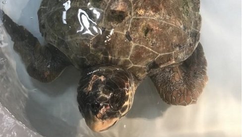 BILA JE IZMUČENA, U JAKO LOŠEM STANJU: Povređena mlada morska kornjača oporavlja se u Institutu za biologiju mora Univerziteta Crne Gore BILA JE IZMUČENA, U JAKO LOŠEM STANJU: Povređena mlada morska kornjača oporavlja se u Institutu za biologiju mora Univerziteta Crne Gore