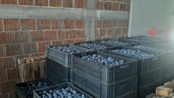 НАЈСЛАЂА ЈЕ СРПСКА СУВА ШЉИВА: Наш производ нема премца по квалитету НАЈСЛАЂА ЈЕ СРПСКА СУВА ШЉИВА: Наш производ нема премца по квалитету