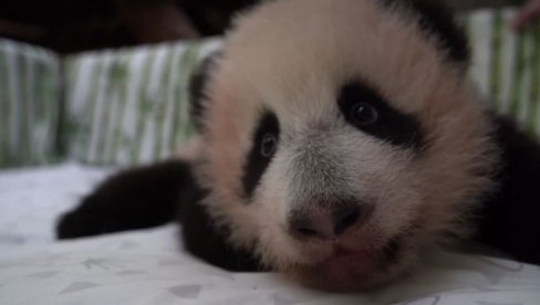 У ЦАРСТВУ БАМБУСА И ШАРГАРЕПЕ: Беба панда из московског зоо-врта добила нови смештај (ВИДЕО)