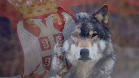 KAD SE OKUPI ČOPOR MOJ, BOJTE SE PSI: Vuk je mitski srodnik i predak našeg naroda! Zbog čega ga Srbi obožavaju i plaše ga se? KAD SE OKUPI ČOPOR MOJ, BOJTE SE PSI: Vuk je mitski srodnik i predak našeg naroda! Zbog čega ga Srbi obožavaju i plaše ga se?