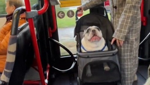 NESVAKIDAŠNJI PRIZOR U GRADSKOM PREVOZU: Ušla u autobus sa psom, ljudi nisu mogli da veruju šta se dešava (VIDEO)