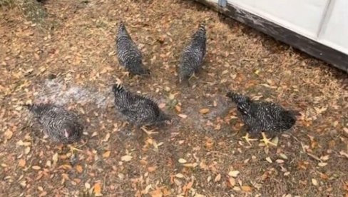 ŠTA SE DESILO KOKOŠKAMA? Domaćica u čudu snimala kako se ponašaju - zaledile se na čitava dva minuta (VIDEO) ŠTA SE DESILO KOKOŠKAMA? Domaćica u čudu snimala kako se ponašaju - zaledile se na čitava dva minuta (VIDEO)