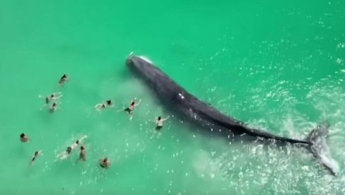 KIT DOPLIVAO U PLIĆAK: Plivači sa plaže ga dodirivali - fascinantna scena imala je TUŽAN kraj (VIDEO) KIT DOPLIVAO U PLIĆAK: Plivači sa plaže ga dodirivali - fascinantna scena imala je TUŽAN kraj (VIDEO)