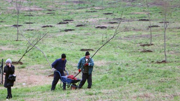 ПОЧЕЛО ОЗЕЛЕЊАВАЊЕ СМЕДЕРЕВСКОГ НАСЕЉА ЋИРИЛОВАЦ: На ретензији посађено 125 садница лишћара ПОЧЕЛО ОЗЕЛЕЊАВАЊЕ СМЕДЕРЕВСКОГ НАСЕЉА ЋИРИЛОВАЦ: На ретензији посађено 125 садница лишћара