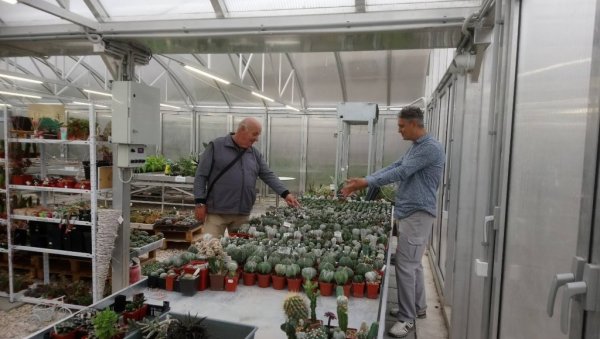 НА КРОВУ ГАЈИ 1.500 КАКТУСА: Бобан Станковић из Ниша већ три деценије опчињен лепотом раскошних и егзотичних биљака НА КРОВУ ГАЈИ 1.500 КАКТУСА: Бобан Станковић из Ниша већ три деценије опчињен лепотом раскошних и егзотичних биљака