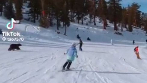 НОВА ЗИМСКА ДИСЦИПЛИНА: Скијање са медведом - људи на стази остали у шоку од призора (ВИДЕО)