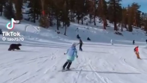 NOVA ZIMSKA DISCIPLINA: Skijanje sa medvedom - ljudi na stazi ostali u šoku od prizora (VIDEO) NOVA ZIMSKA DISCIPLINA: Skijanje sa medvedom - ljudi na stazi ostali u šoku od prizora (VIDEO)