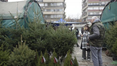 BEZ HILJADARKE NEMA NI JELKE: Cene četinara u rasadnicima zavise od  gustine krošnje i visine drveta, a kreću se od 1.000 do 12.000 dinara