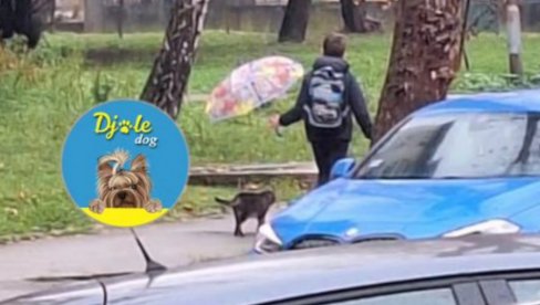 BRAVO DUŠO, BIĆEŠ TI DOBAR ČOVEK: Srbija ponosna na dečaka iz Čačka, sreo uličnog mačka pa uradio nešto fenomenalno (FOTO) BRAVO DUŠO, BIĆEŠ TI DOBAR ČOVEK: Srbija ponosna na dečaka iz Čačka, sreo uličnog mačka pa uradio nešto fenomenalno (FOTO)