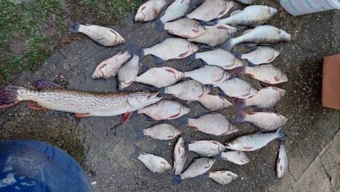 УХВАЋЕНЕ РИБОКРАДИЦЕ У ПЛАНДИШУ: Мрежом изловили 60 килограма рибе из језера у Купинику