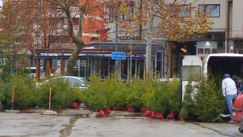 DO SUBOTE 30. DECEMBRA: Ulična prodaja jelki kod pijace Krug u Požarevcu DO SUBOTE 30. DECEMBRA: Ulična prodaja jelki kod pijace Krug u Požarevcu