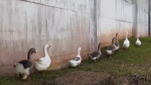 LJUDI I PSI ČUVARI SU PREVAZIĐENI: Pogledjate koje životinje motre na opasne kriminalce da ne bi pobegli iz zatvora (VIDEO) LJUDI I PSI ČUVARI SU PREVAZIĐENI: Pogledjate koje životinje motre na opasne kriminalce da ne bi pobegli iz zatvora (VIDEO)