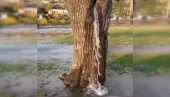 KAKO JE OVO MOGUĆE? Fenomen u Crnoj Gori - Voda izvire iz stabla (VIDEO) KAKO JE OVO MOGUĆE? Fenomen u Crnoj Gori - Voda izvire iz stabla (VIDEO)