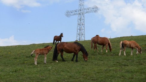 SUVERENI GOSPODARI PLANINE: Planina Stolovi poviše Kraljeva prepoznatljiva po poludivljim konjima