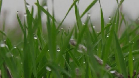 PŠENICA MANJE NEGO LANE: Poljoprivrednici Pomoravskog okruga uveliko vrše zimsku obradu zemljišta PŠENICA MANJE NEGO LANE: Poljoprivrednici Pomoravskog okruga uveliko vrše zimsku obradu zemljišta