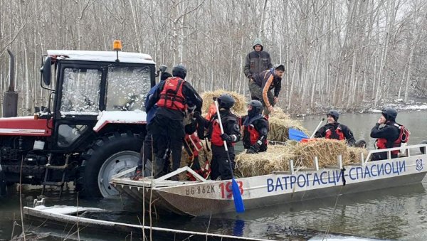 ШТА ЋЕ БИТИ СА ЖИВОТИЊАМА НА КРЧЕДИНСКОЈ АДИ: Држава решава проблем - поставља се скела за спас (ФОТО)