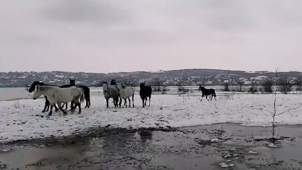 ЕВАКУАЦИЈА ЖИВОТИЊА НА КРЧЕДИНСКОЈ АДИ: На вишим деловима острва заробљено око 200 коња и говеда ЕВАКУАЦИЈА ЖИВОТИЊА НА КРЧЕДИНСКОЈ АДИ: На вишим деловима острва заробљено око 200 коња и говеда