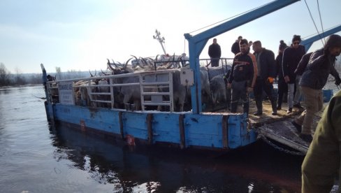 NOVI SNIMCI AKCIJE SPASAVANJA: Nastavljena evakuacija stoke sa Krčedinske ade - Još dvadesetak životinja na sigurnom (FOTO/VIDEO)