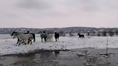 ЈЕДНОДНЕВНА ПАУЗА: Спасавање крава и коња на Крчединској ади наставља се сутра, у петак ЈЕДНОДНЕВНА ПАУЗА: Спасавање крава и коња на Крчединској ади наставља се сутра, у петак