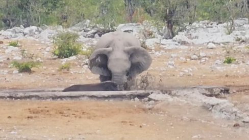 PRIZORI NA SAFARIJU KOJI SE RETKO VIĐAJU: Životinjska solidarnist na delu, slon pokušao da spase plen gladnih lavova (VIDEO) PRIZORI NA SAFARIJU KOJI SE RETKO VIĐAJU: Životinjska solidarnist na delu, slon pokušao da spase plen gladnih lavova (VIDEO)