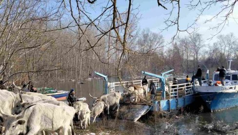 ЖИВОТИЊАМА ПРЕОСТАЛИМ НА ОСТРВУ ДОНОСИЋЕ СЕ ХРАНА: Евакуација стоке са Крчединске требало би да се настави у суботу