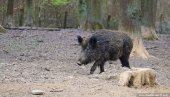 БОРБА ЗА ЖИВОТ ТРАЈАЛА 20 МИНУТА: Сакупљача печурака у Немачкој напала дивља свиња БОРБА ЗА ЖИВОТ ТРАЈАЛА 20 МИНУТА: Сакупљача печурака у Немачкој напала дивља свиња